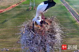 东方白鹳繁育季开启，160多只鹳宝宝即将萌动来袭图片