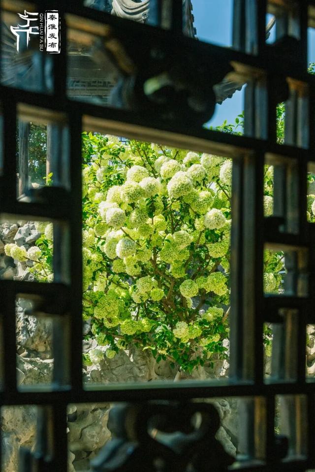 花样秦淮｜绣球花开