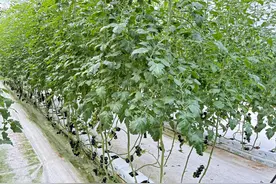 番茄界的“黑珍珠”你见过吗？就在海宁这里！图片