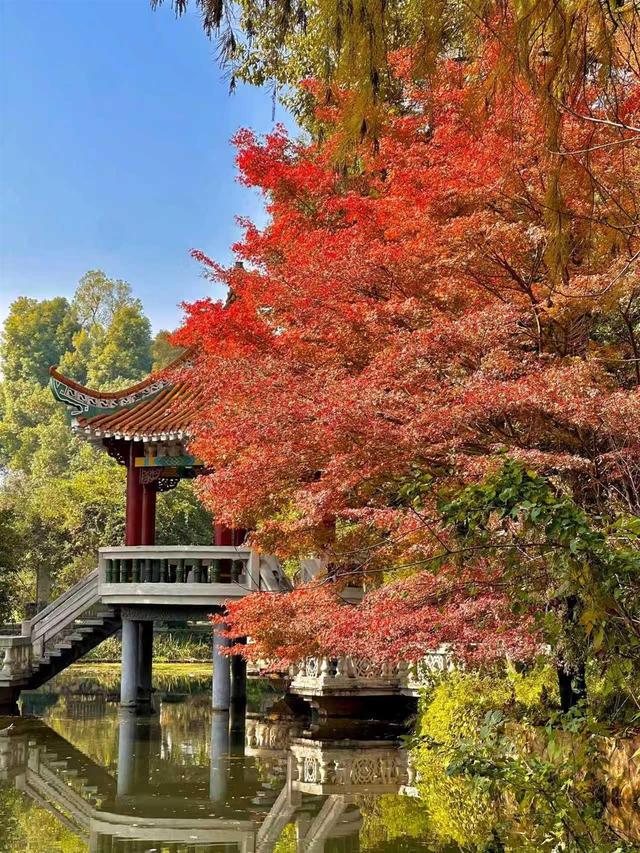 赏“枫”情万种，观层林尽染！一站式赏叶，来武汉植物园吧