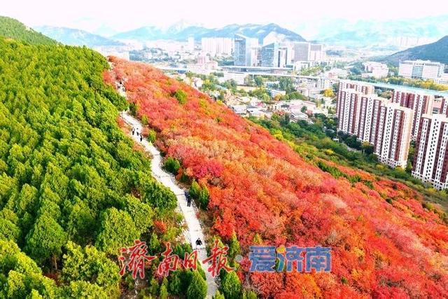 红绿交错平分秋色 济南蝎子山“鸳鸯火锅”景如画