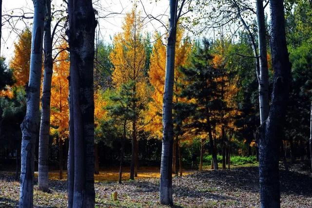 惊艳！身边的北京秋景“天花板”来了！