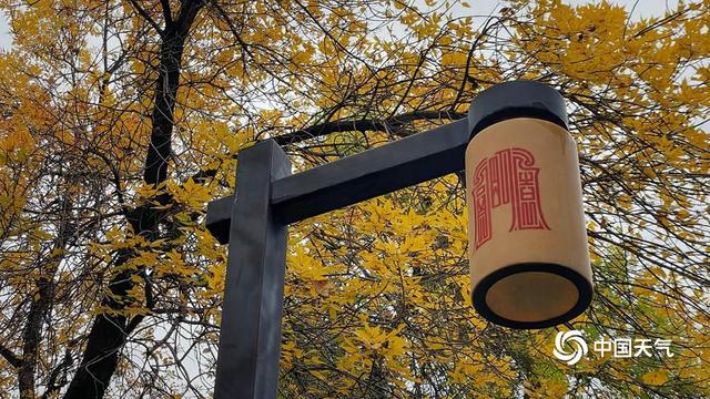 满枝“金叶”凝秋韵 北京圆明园赏秋正当时