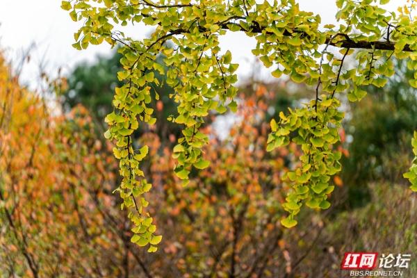 岁暖时刻丨湘府公园银杏季：看叶、玩耍、晒太阳，长沙人的欢乐场