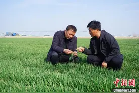 春分麦起身 “中原粮仓”河南奏响春管“进行曲”图片