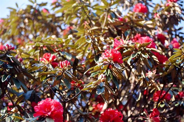 楚雄春日野趣地图上线！每一处都想立刻出发