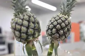 在办公室种“下午茶”？福州“打工人”在养一种很新的绿植图片