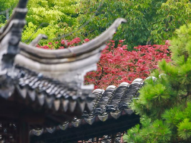 又甜又美！秦淮的秋天，让人欲罢不能！