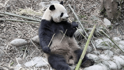 “大美故乡”第13站丨四川都江堰