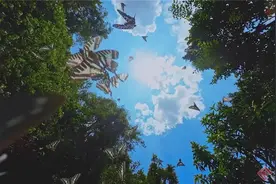 持续半个月！每天数百万只蝴蝶从这里“涌” 出……图片