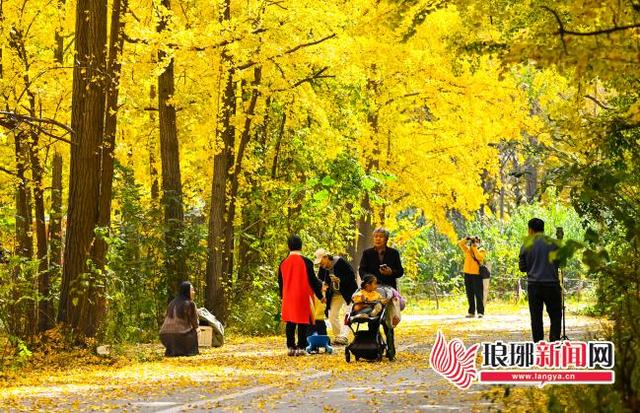 初冬临沂银杏进入观赏佳期 多地盛景引客来