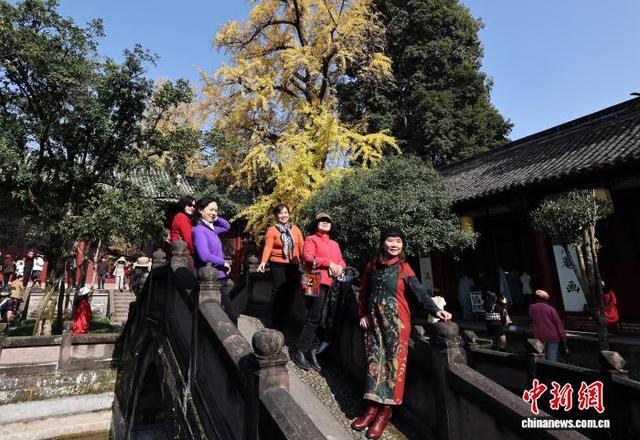 四川崇州：罨画池“金色”银杏引游人