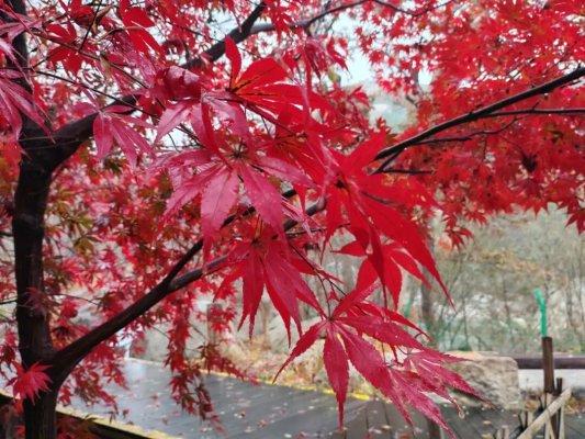 畅游青岛 文明相伴｜山海披红装，崂山进入高饱和度的秋天！