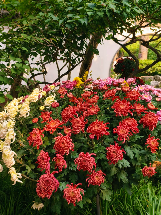 红叶似火、桂花飘香、5000余盆菊花美不胜收！免费打卡→