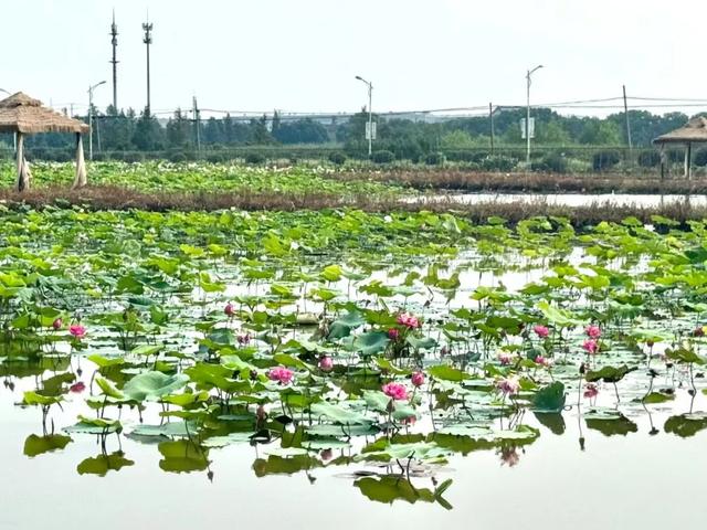 处暑至，暑未消！松江市民在这里采莲蓬、赏莲景、品莲菜→