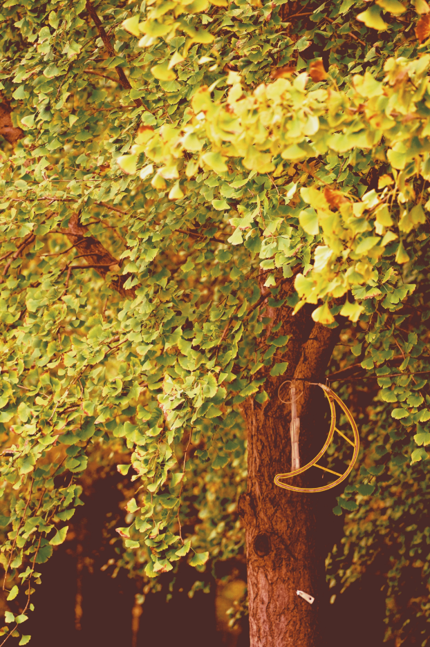 40000株银杏黄了！成都第一波！