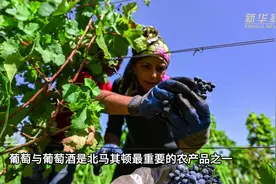 北马其顿内戈蒂诺葡萄丰收图片
