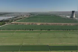 开镰！灵武农场7600亩鲜牧草开始收割图片