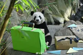 祝叻叻快快乐乐！大熊猫叻叻平安回家图片