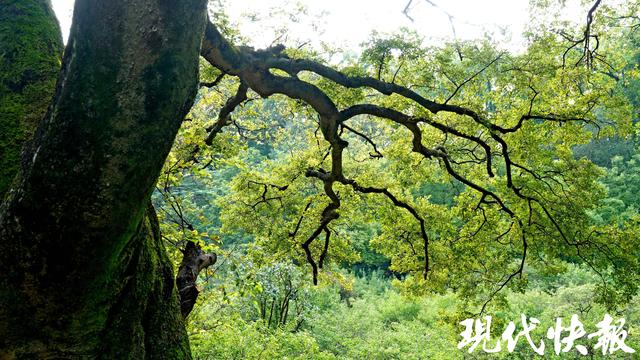 南京百年朴树“树张力”拉满，要四个人手拉手才能环抱