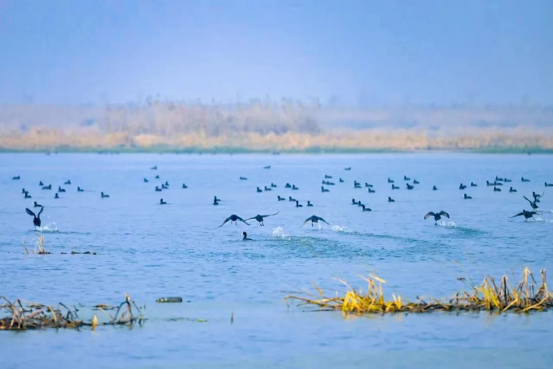 盐城建湖：推开自然之门，走进湿地教室