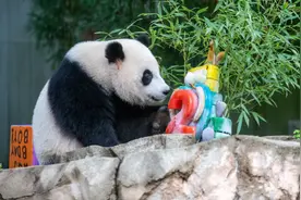 大熊猫“美香”一家年内将回国！旅美23年健康状况曾引关注图片