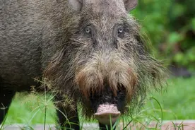 外媒：“几近灭绝”，印尼野猪正面临非洲猪瘟严重威胁图片
