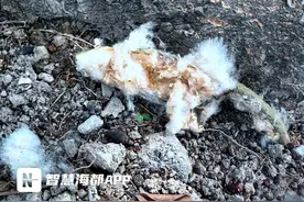 福州人小心“夏日飞雪”，这些木棉絮会致敏！图片