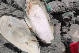 “可燃冰”是如何到达海表的？｜科技最前线图片