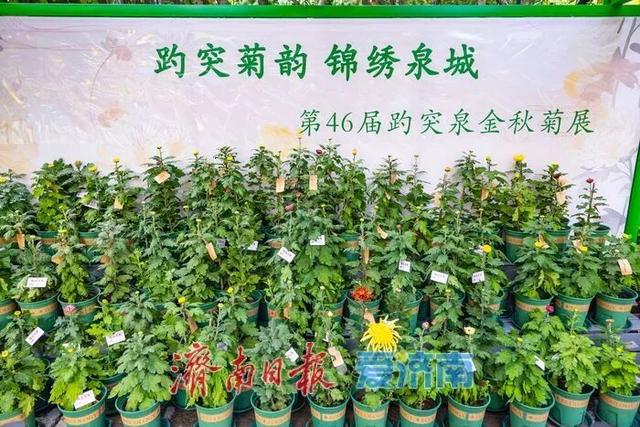 惊艳亮相！济南人又多一个好去处→