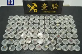 海关截获90只吸血鬼蟹，名字相当炸裂，真的会吸血吗？图片