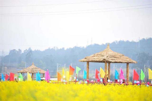 楚雄花开成海！你期盼的春天提前来了