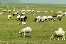 致呼伦贝尔大草原图片