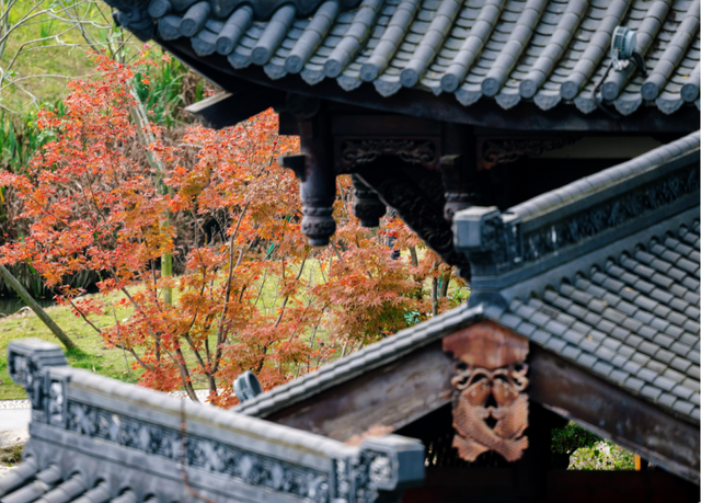 绝美！成都红枫进入最佳观赏期！线路来啦