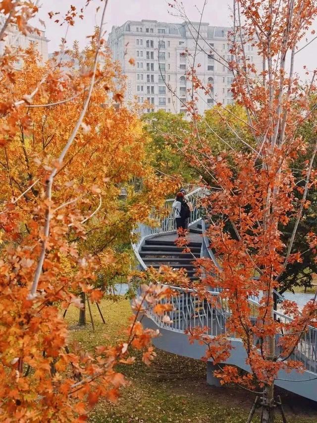 红叶+落日！深秋限定！用一下午时间感受河畔最美秋色