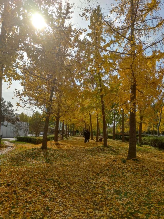 济宁冬季赏叶天花板，错过等一年的绝美景色