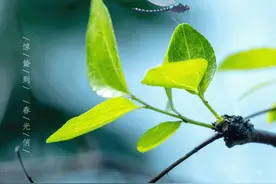 二十四节气｜惊蛰！春雷响，万物长图片