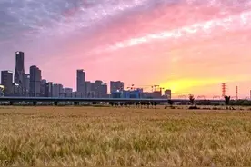 杭州“麦田CBD”为何走红？图片