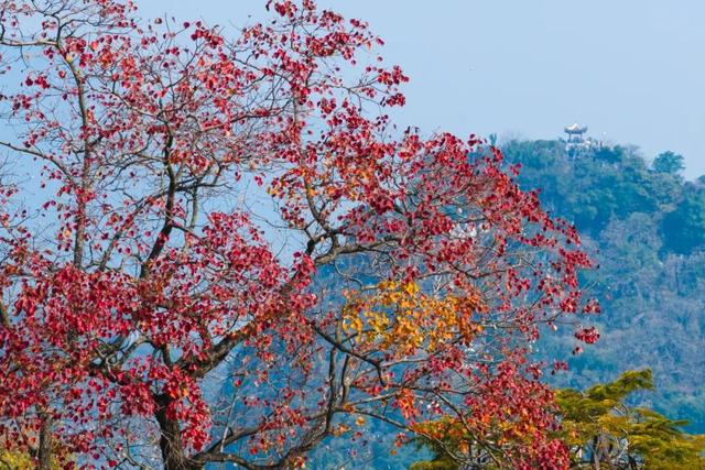 快来打卡！星湖边的乌桕红了，比枫叶更艳丽！