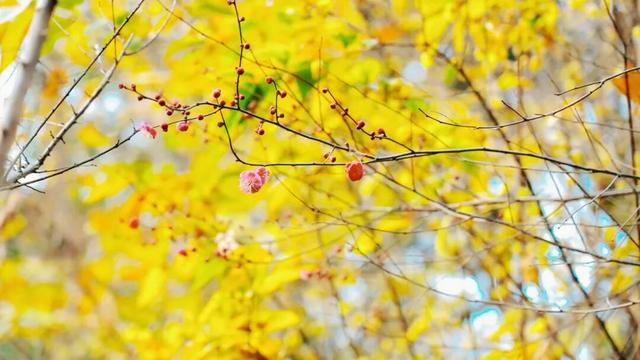 新繁东湖，红梅花儿开正艳！