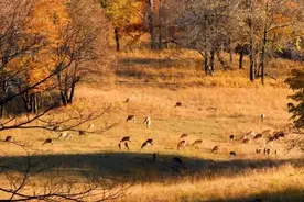 五花山色｜阿城的“平山秋色”美出了层次感图片