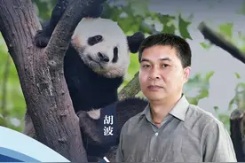 老胡论见｜投食熊猫被罚终生禁入，别再让“投喂”好心办坏事了！图片