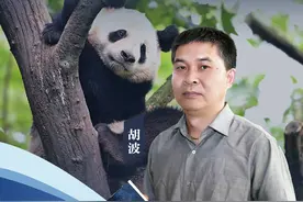 老胡论见｜投食熊猫被罚终生禁入，别再让“投喂”好心办坏事了！图片