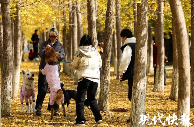 满城尽带“黄金甲”！盐城“网红”银杏长廊进入最佳观赏期