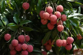 市场解码丨四川荔枝迎来丰年，能打下鲜果价格吗？图片
