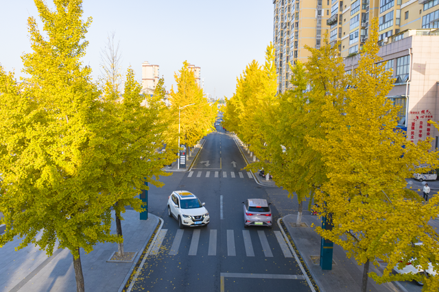 金灿灿！宜都限定美景上线！