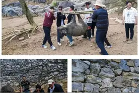 抓到“野猪”可以免费带走？图片