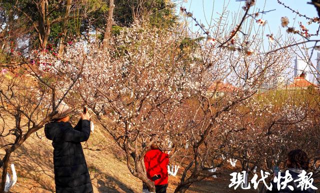 南京古林公园早梅初绽，快来探第一缕梅香