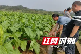 嘉禾行廊镇：“三个落实”积极抓好烤烟病虫害综合防治图片