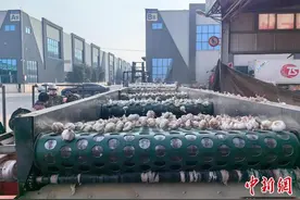 探访“中国大蒜之乡”河南杞县图片